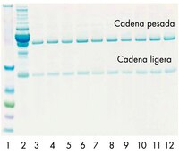 Se purificó IgG humana 10 veces en suero normal utilizando una columna para centrífuga PROSEP-G regenerada.